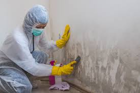 Best Water Damage & Mold Remediation  in Morgan City, LA